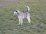 Alaskan malamute pau