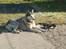 Alaskan malamute pau