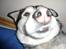 Alaskan malamute pau