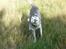 Alaskan malamute pau