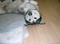 Alaskan malamute pau