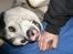 Alaskan malamute pau