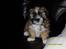 Lhasa apso Ozzy