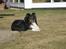 Shetland sheepdog coco - velkommen til cocos profil