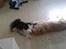 Shetland sheepdog coco - coco og bertram lejer sammen