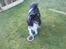 Shetland sheepdog coco - coco lejer ude i haven
