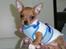 Chihuahua Balder - Hmm, min første "frakke", en omsyet termosok, ja ja det ka´ kun blive bedre.