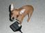 Chihuahua Balder - Hva´ er egentlig dette her?