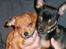 Chihuahua Balder -  Jeg eeeeelsker min Buddy. Ham og mig er soulmates.