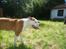 Amerikansk staffordshire terrier Tatar's Incy