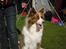 Border collie be my magtic (makker) - dette er min far kewstorks charlie han er rød og hvid