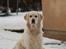 Golden retriever "your baby sunshine"Freja - #nyt# foto : lillesøs