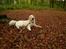 Golden retriever "your baby sunshine"Freja - #NYT# freja i skoven foto : mig :)