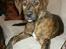 Blanding af racer Bailey. R.I.P. <3 - Min smukke hund :) Bailey 5 mdr. 