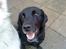 Labrador retriever Basse R.I.P