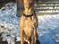 Blanding af racer Rollo Himmelhund