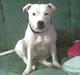 Staffordshire bull terrier ruth