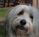 Coton de tulear Kandi - Soul Sister! <3