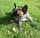 Fransk bulldog ***Pumba***