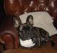 Fransk bulldog Mahjongs Tyson
