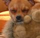 Chihuahua Balder