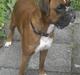 Boxer Kenzo, Keni´s Hummer