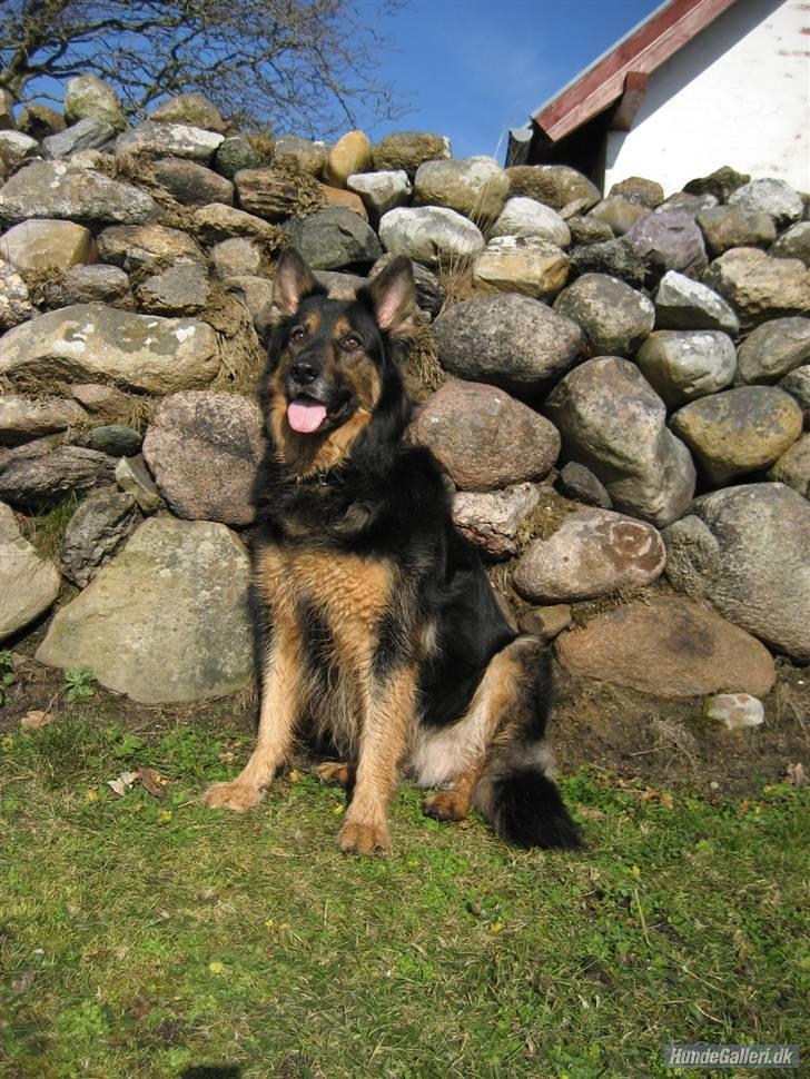 Blanding af racer Samson RIP billede 1