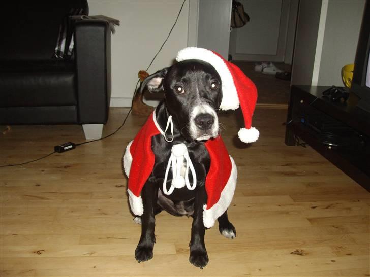 Blanding af racer gala - glædelig jul :D billede 1