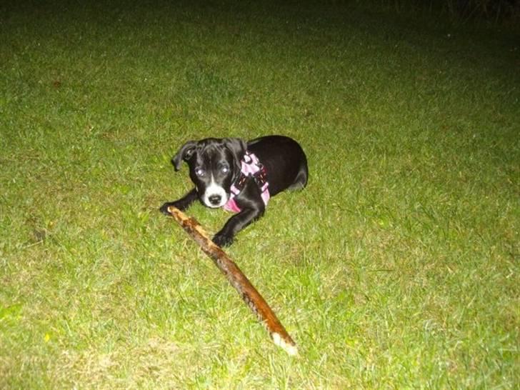 Blanding af racer gala - Nej, en mindre pind kan ikke gøre det. billede 2