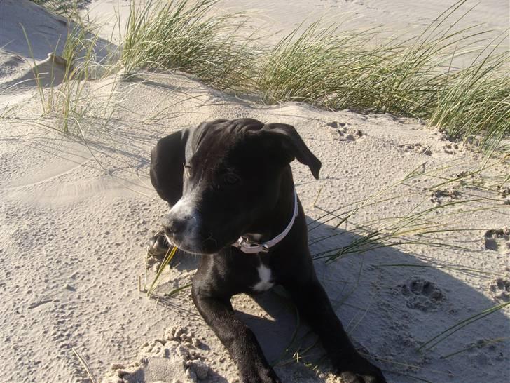 Blanding af racer gala - Skønt med lidt sol.. billede 3