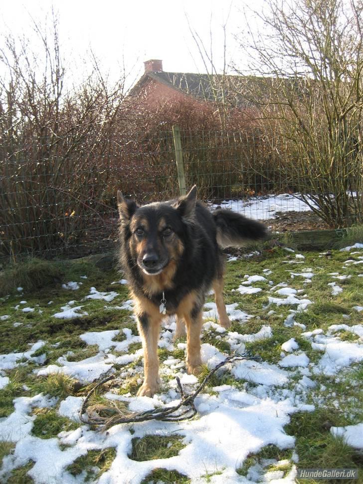 Blanding af racer Samson RIP billede 5