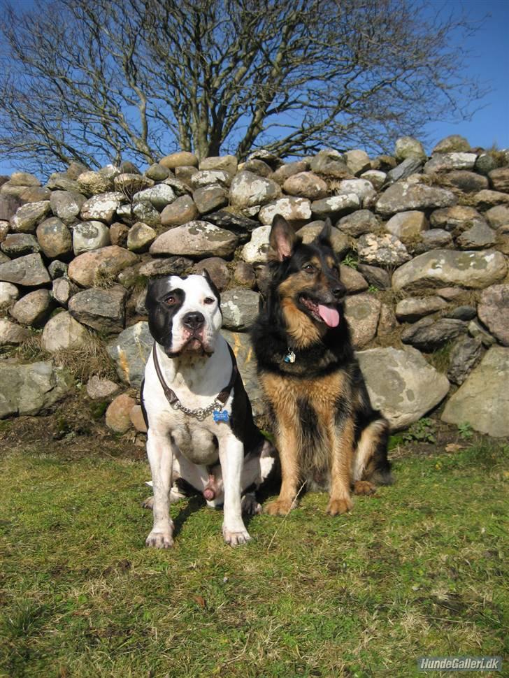 Blanding af racer Samson RIP billede 6