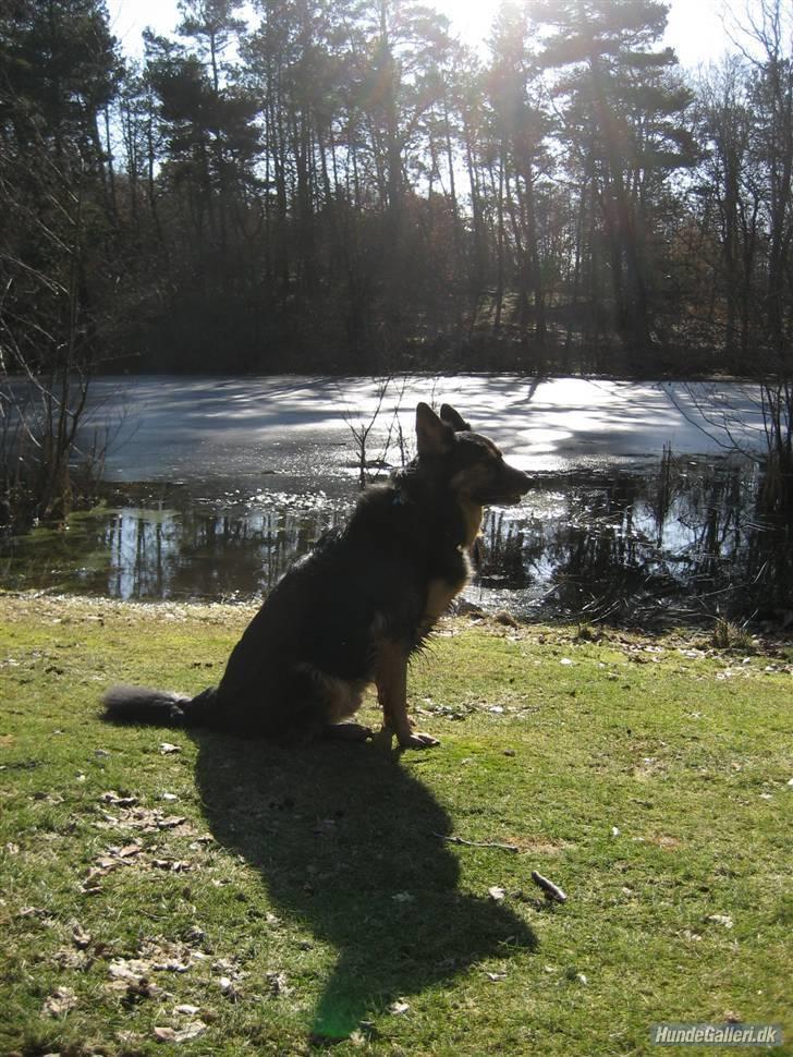 Blanding af racer Samson RIP billede 8