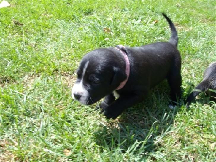 Blanding af racer gala billede 4