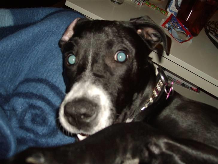 Blanding af racer gala billede 5