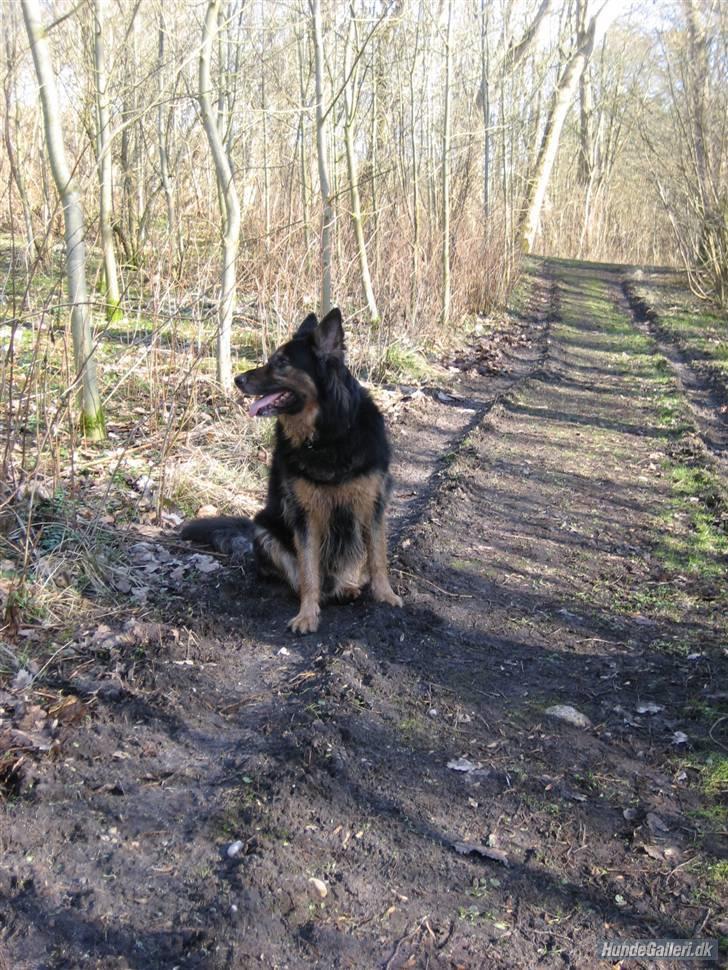 Blanding af racer Samson RIP billede 15