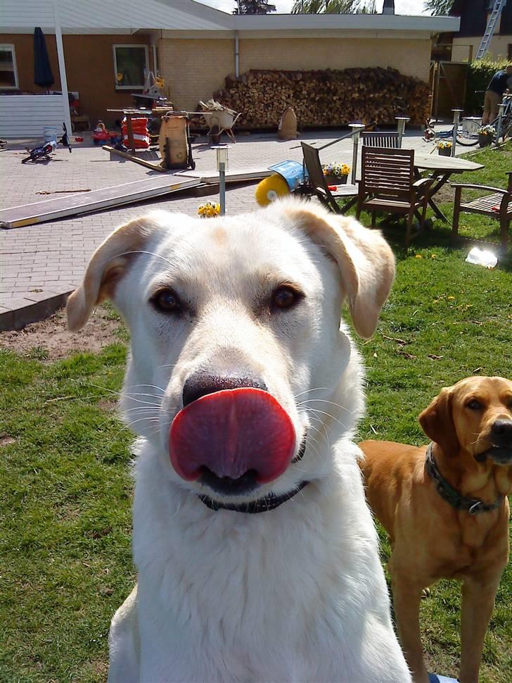 Blanding af racer Bufast billede 1