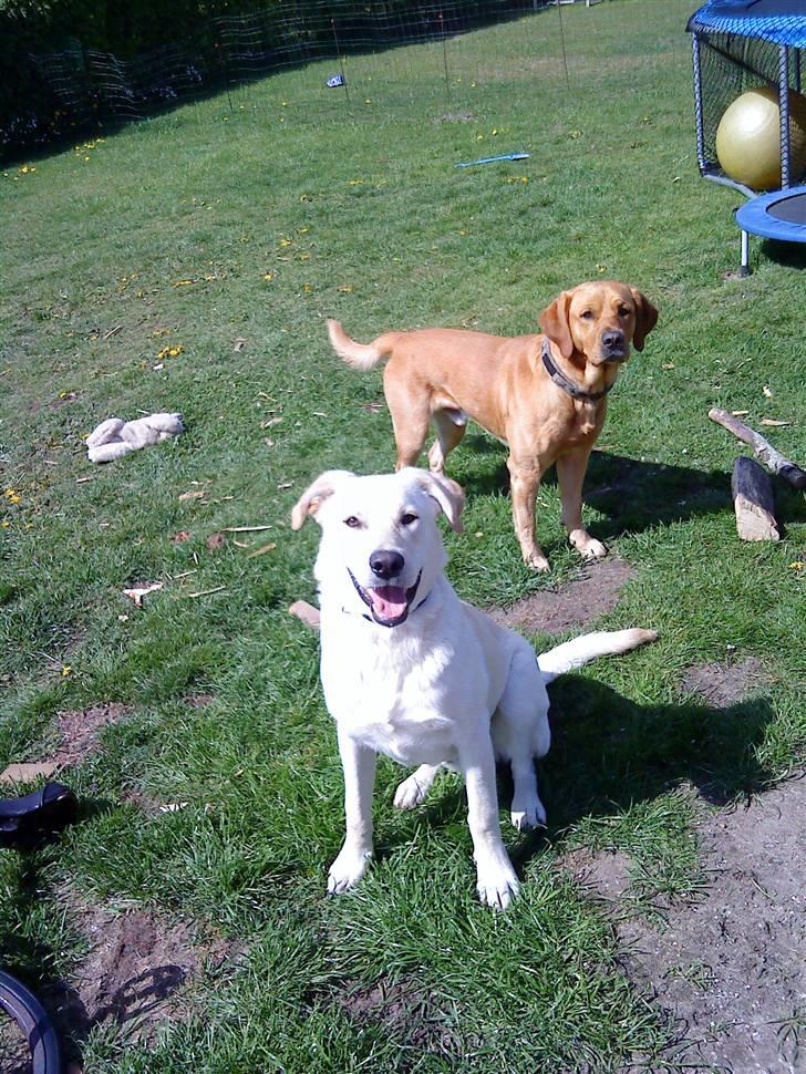 Blanding af racer Bufast billede 2