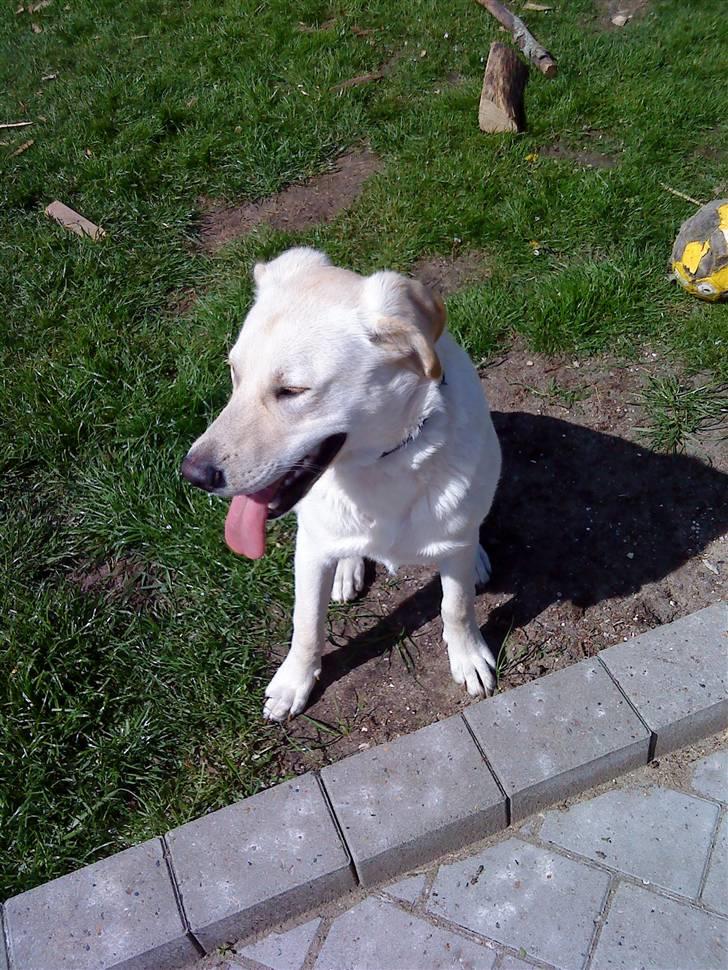 Blanding af racer Bufast billede 3