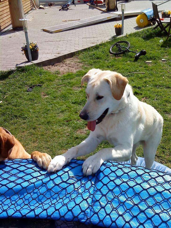 Blanding af racer Bufast billede 5