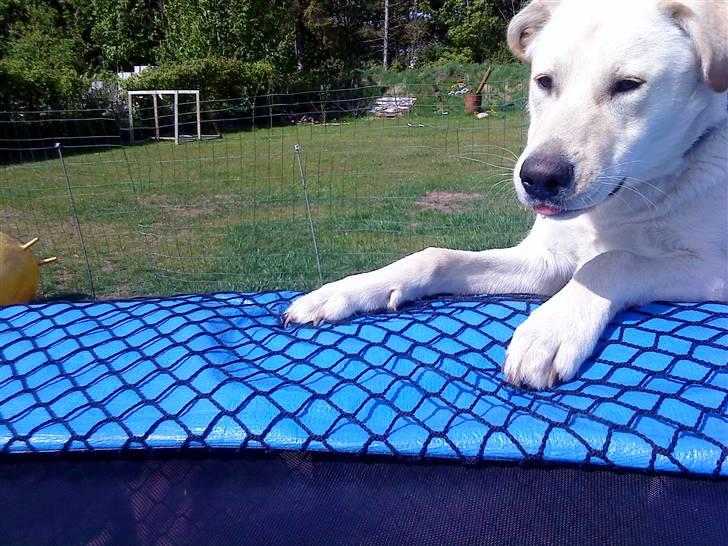 Blanding af racer Bufast billede 9