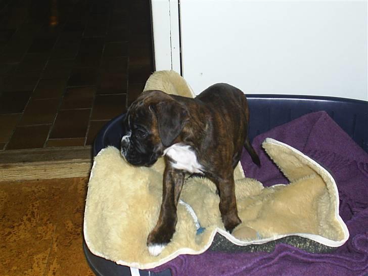 Boxer Faiby´s Laika billede 1