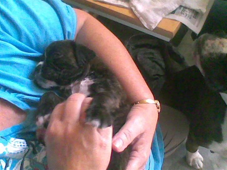 Boxer Faiby´s Laika billede 3