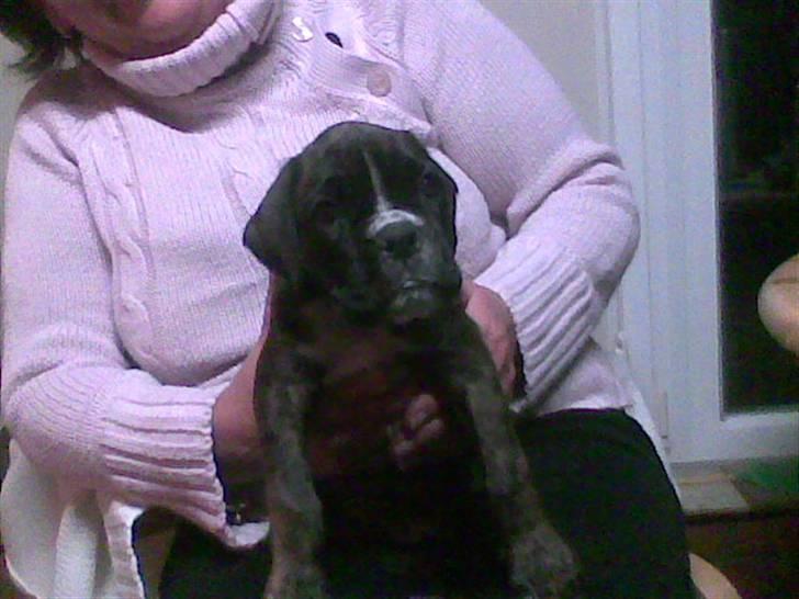 Boxer Faiby´s Laika billede 4