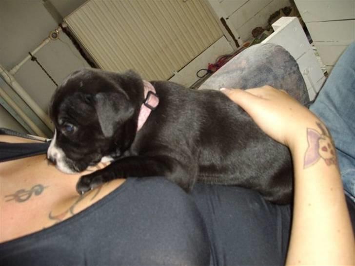 Blanding af racer gala billede 6