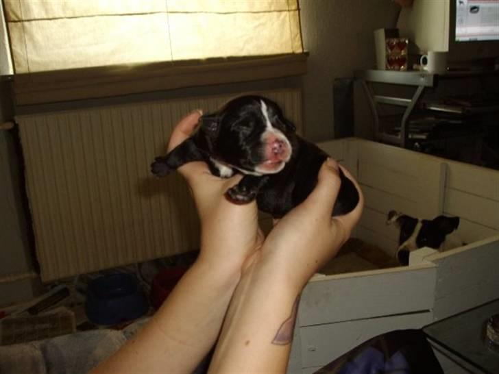 Blanding af racer gala - 2 Dage gammel. billede 7