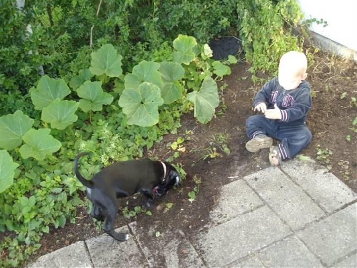 Blanding af racer gala - Så graver vi.. billede 8