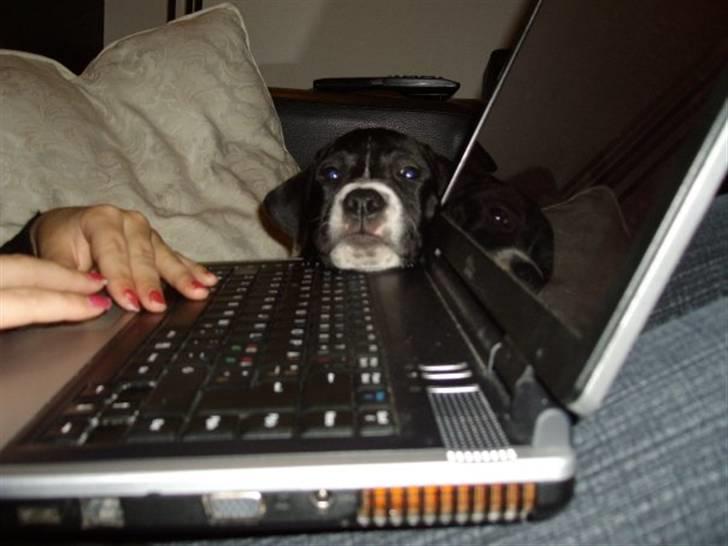 Blanding af racer gala billede 10