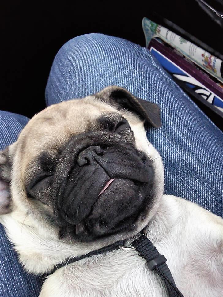 Mops Karlos - neej hvor er jeg sød, med min tunge ;b billede 5