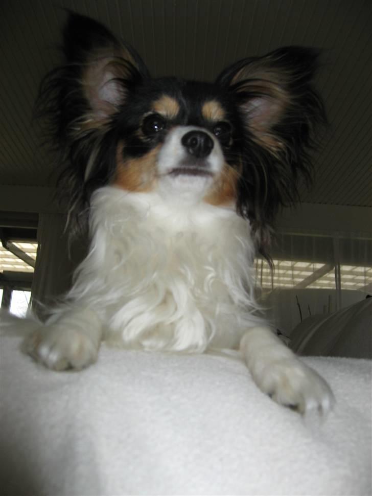 Papillon Spotty billede 1